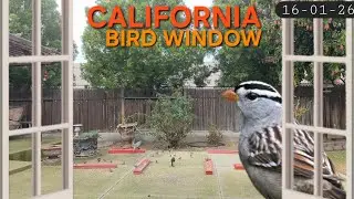 4K Backyard View of California Birds | CAT TV