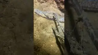 Catch crab #catchfish #catchingseafood #shorts #crabcatch #catchcrab #aquarium