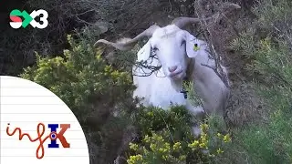 Cuidem les cabres blanques | InfoK