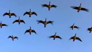 Киек казлар /Дикие гуси/