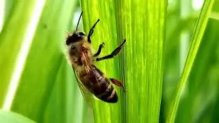 bee or reeds or be