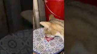 Cat and plate part 2 #asmr #cats #catslife #catlover #nature #snatch