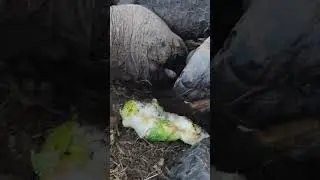 Tortoise doesn't want to let go of its cucumber