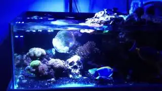 Jebao mp40 reef wave