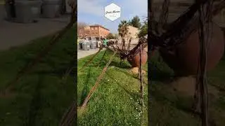 La ara&ntilde;ita de Utebo. 🕷️
