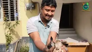 ব্রুডিং এ একটা বাচ্চাও মরলো না || ব্রুডিং এ আমি কি করলাম || Youth agro