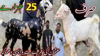 Usman Goat Farm Visit Latest Update😍|22-Dec-25❤️ Qurbani K Bakry Sirf 25K Mein🔥💥,