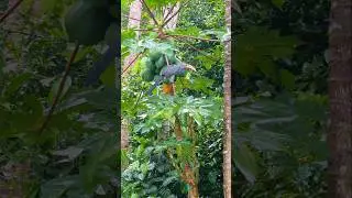 #tiyakutty #kidsyoutuber