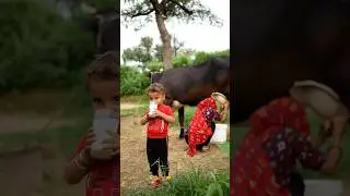 Desi Village life Cow Milk🥛 #cow #viral #milk