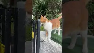 Cat gets Scalp Massage #cat #cats #catvideos #catshorts