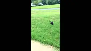 Abandoned Chihuahua Rescue