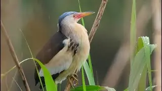 Tarabusino (Ixobrychus minutus) -richiamo di primavera-