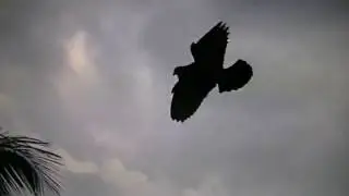 VUELO DEL JAVAO