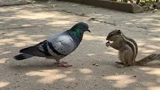 Beautiful pigeon and squirrel. #birds #cute #chipmunk #squirrel #pigeon #animals #wildlife