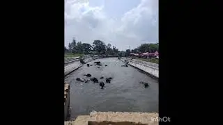 Buffalo pool party :),Uttarakhand (India)
