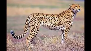 Cheetah Sound Effects 🐆 🔊