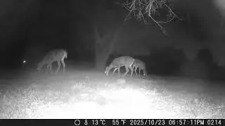 Archive Files of Trail Camera Compilation 20251027 F