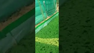 Buy Azolla Bed with 450 GSM HDPE UV coated (Free Shade net) || #Shorts || E-farming AgroKart .