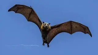 Grey-headed Flying Fox Sounds - The calls of flying foxes (fruit bats)