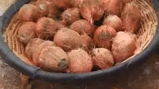 Coconut Dehusking machine