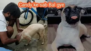 candy k sab Baal utar diye😭 | pet vlog | Mitha vlogs wala