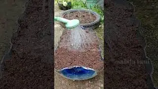menanam selada di galon bekas