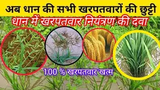 धान में खरपतवार की दवा | Paddy weed control | Dhan me kharpatwar nashak #Paddyweedcontrol