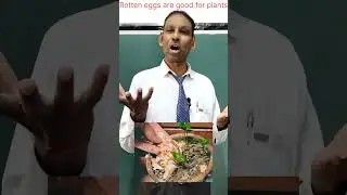 Rotten egg is good Fertilizer for your plants #dransari #shortviral #shorts