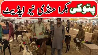 Bakra Mandi Pattoki New Latest Update | Quality Janwar Ka Rate Zaida ? 