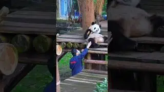 Panda Dar Gaya Insaan Ke Haath Lagane Se 😱🐼#FunnyPanda #ViralShorts #TrendingShorts #Shorts