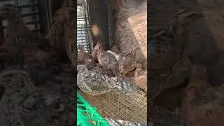 Quail Noises