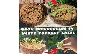 Grow microgreens in waste coconut shell🌱#microgreens#agrihortivlogs#microfarming #agrivlog#gardening