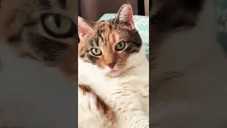 Нюше реально свезло 😂 #юмор #веселыекоты #cat #кот #прикольныекоты #жизнь #котики #цитатыосмысле