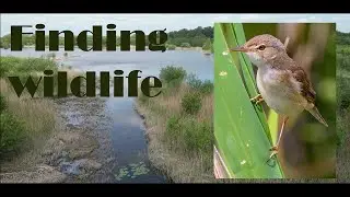 Finding wildlife
