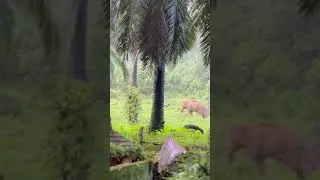 #athirapilly#athirapillywaterfalls#chalakuy#wildanimals#wildlife#elephant#elephantattack#shortvideo