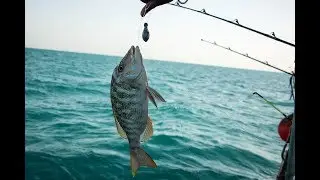 Ultimate Action.. fishing at Doha