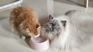 Brother and sister cats love each other
