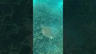 Amazing encounters
