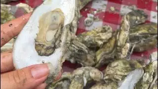 Oyster roast! All you can eat Oysters