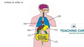 Online Classes Free Study Material: Video Test 7th Science for NTSE, Olympiad, JEE- NEET Foundation