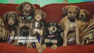 Pet Network -