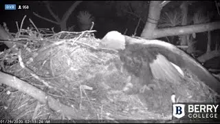 Berry College Eagles~Morning Changing of The Guard_1.29.20