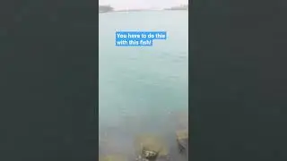 What to do when you catch a Critically Endangered fish!