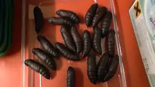 The process of sorting and sexing Privet Hawk moth pupae