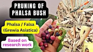 Pruning of Falsa plant | Right method to prune phalsa shrub | Pruning of grewia asiatica bush