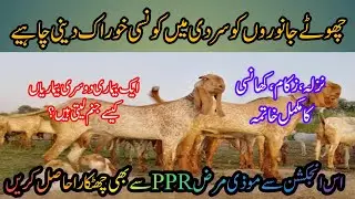 Goat farming tips|Treatment of the PPR ،Cold, flu, cough Disease|سردی  میں کونسی خوراک دیں