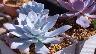 SEN ĐÁ HẠC TRẮNG, HẠC TÍM CÁCH TRỒNG VÀ CHĂM SÓC Ở XỨ NÓNG  | 다육식물 | 多肉植物 | Suculentas