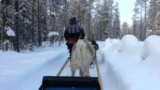 Rendier Safari - Levi Lapland