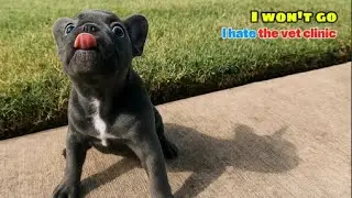 Frenchie Puppy Throws a Fit Outside the Vet &mdash; And Tries to Talk His Way Out! 🐶🚫💉