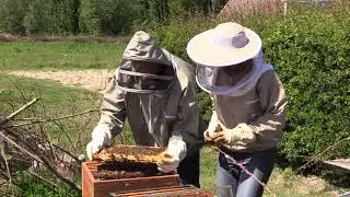 De Rhoonse bijenstal gaat het volk splitsen met een kunstzwerm door een vlieger te maken